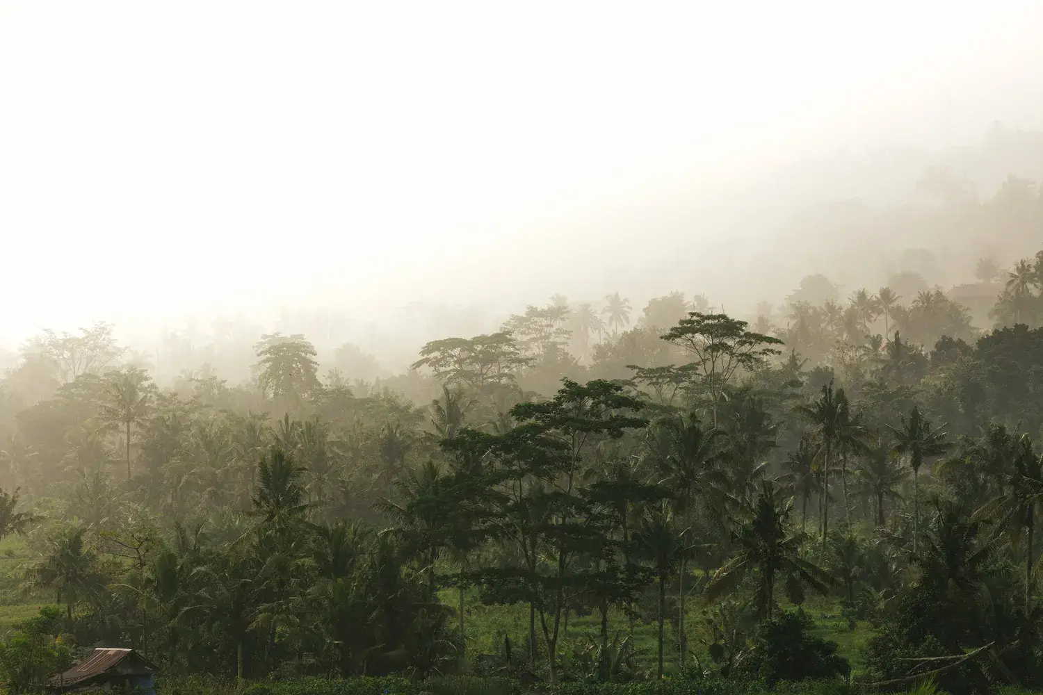 Endless Palms : Indonesia