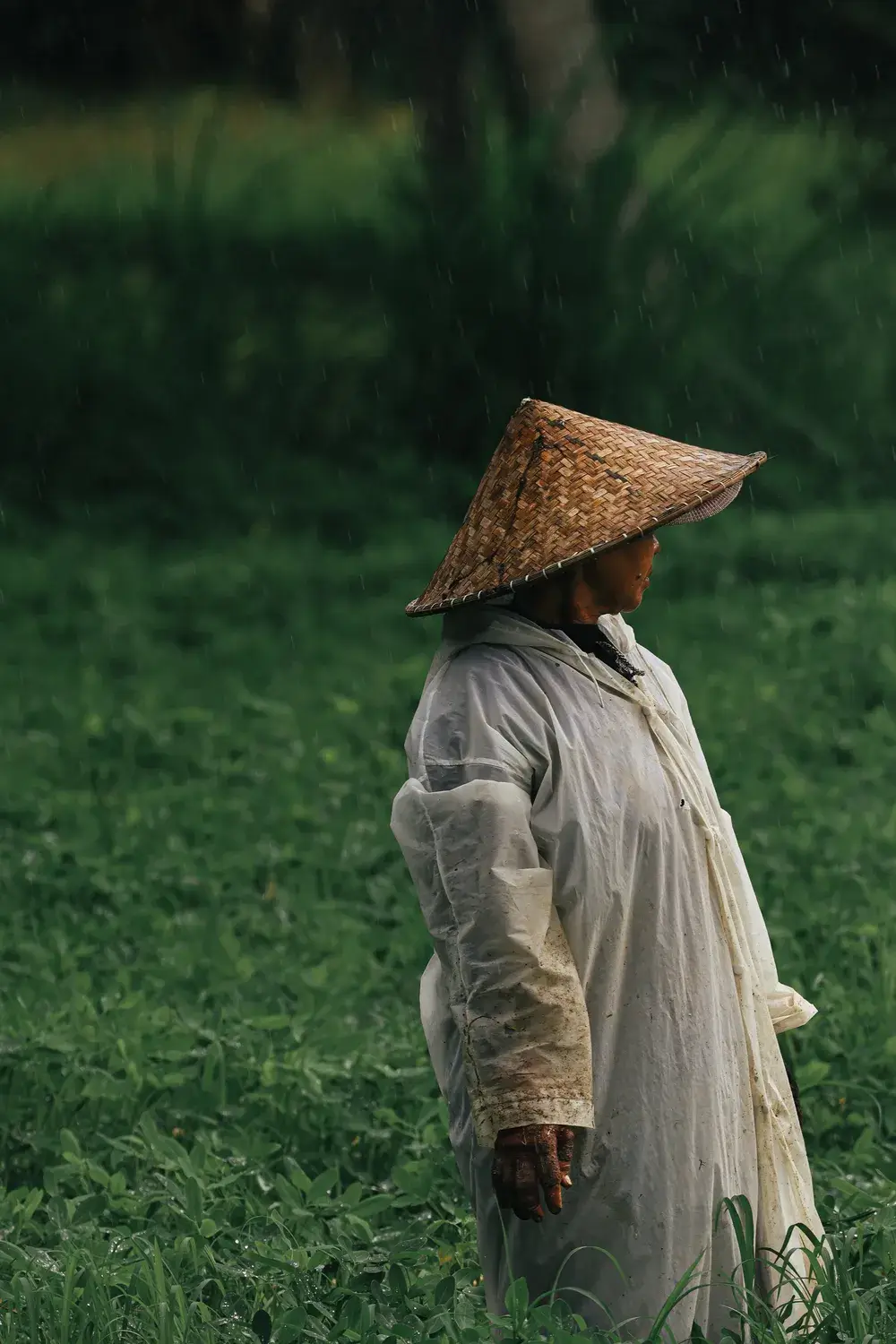 Pause in the Fields: Bali